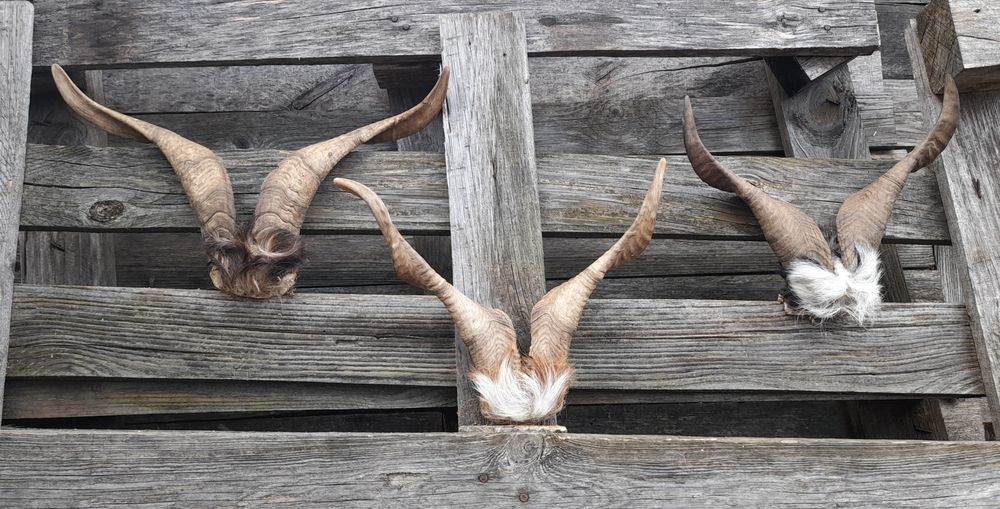 Трофей, рога !!!