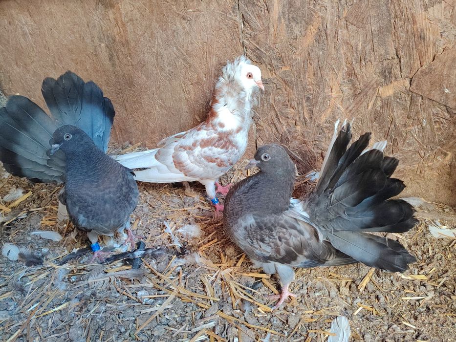 Lot 3 perechi voltati plus pui