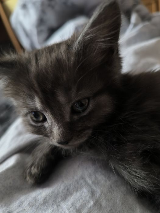 Готовы к продаже деве прекрасные девочки