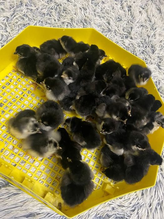 Ouă Australorp negru