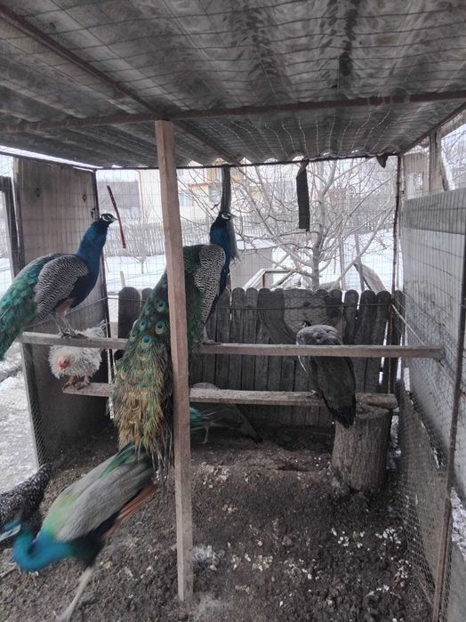 De vânzare 2 păuni, vârstă 3 ani.