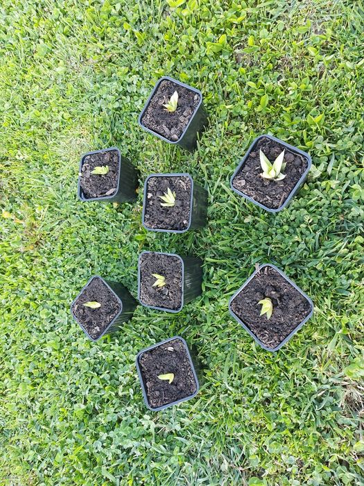 Aloe Vera Puiet la ghiveci