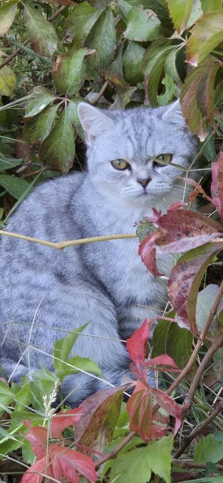 Кот Шотландский вислоухий