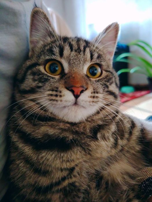 Кошка девочка домашняя