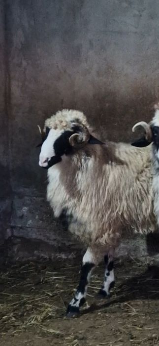 Disponibilu 10 berbecutii si un berbec