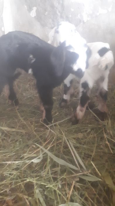 Коза  чешская.с козлятами.