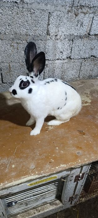 Zottor rex quyonlar sotiladi