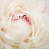 Rizomi (Bulbi) de Bujori giganti Eden's Perfume,pt plantat,f parfumați