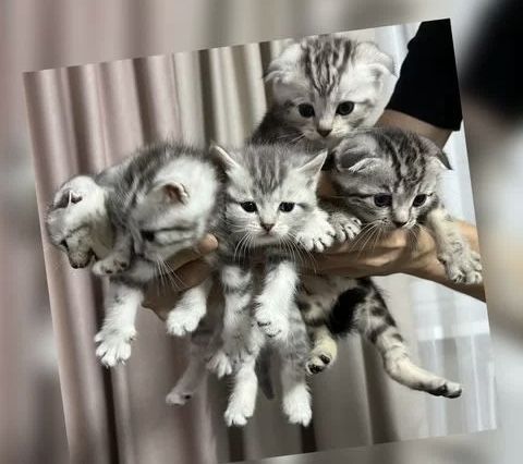 Роскошные Котята