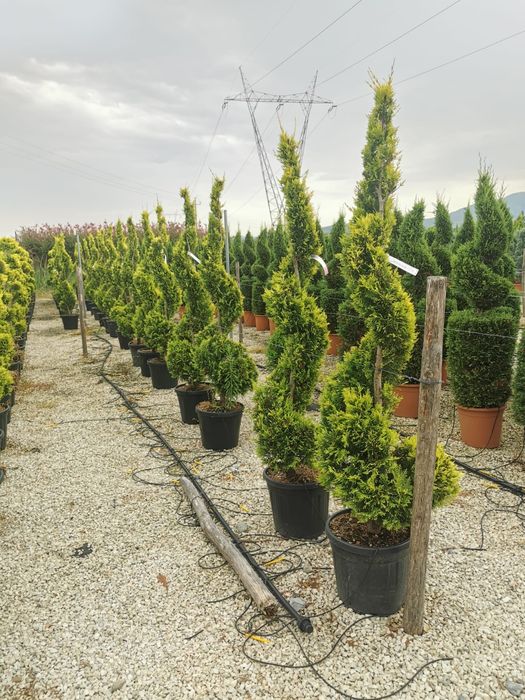 Vindem catalpa și diferite specii de plante ornamentale