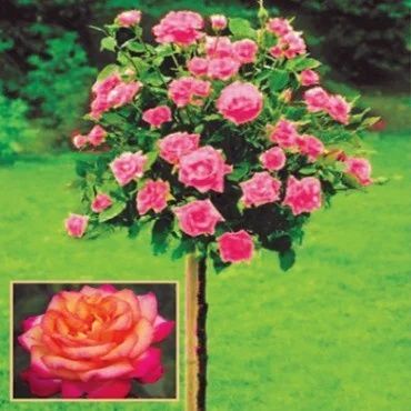 Pomi ornamental  trandafiri tip pomisor