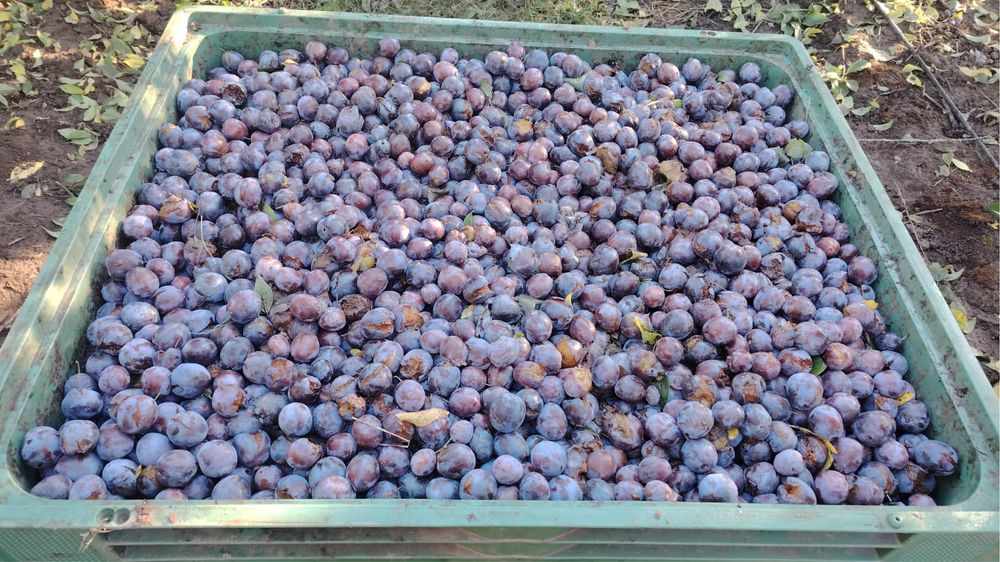 Vand prune pentru rachiu