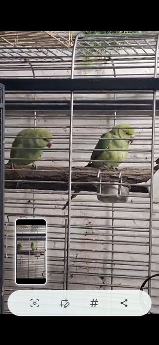 Papagal pui de  micul alexander  am si colivie