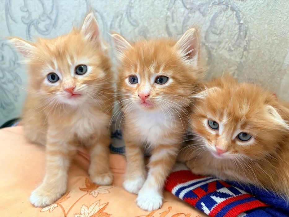 Отдам в хорошие руки