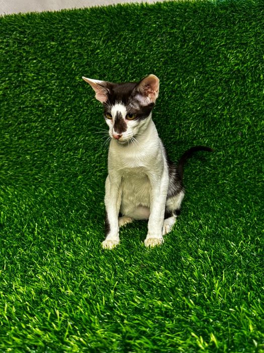 Котята Ориентальные