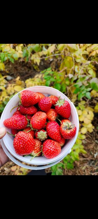 Срочно продам дачу Автомобилист