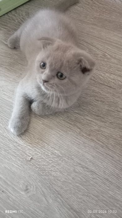Котята скоттиш фолд/страйт
