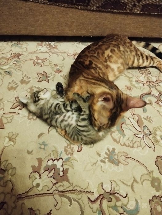 2 ойлик Бенгал, угил бола