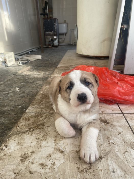 Алабай беккул баба