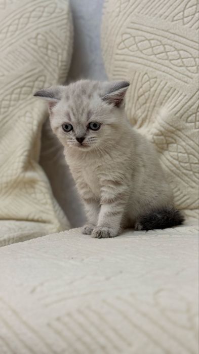 Продается породистый котенок