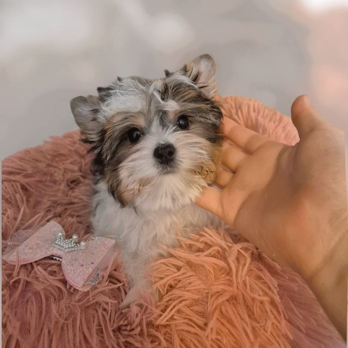 Biewer yorkshire terrier femela!