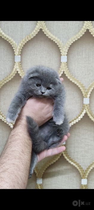 Котенок скоттиш фолд девочка