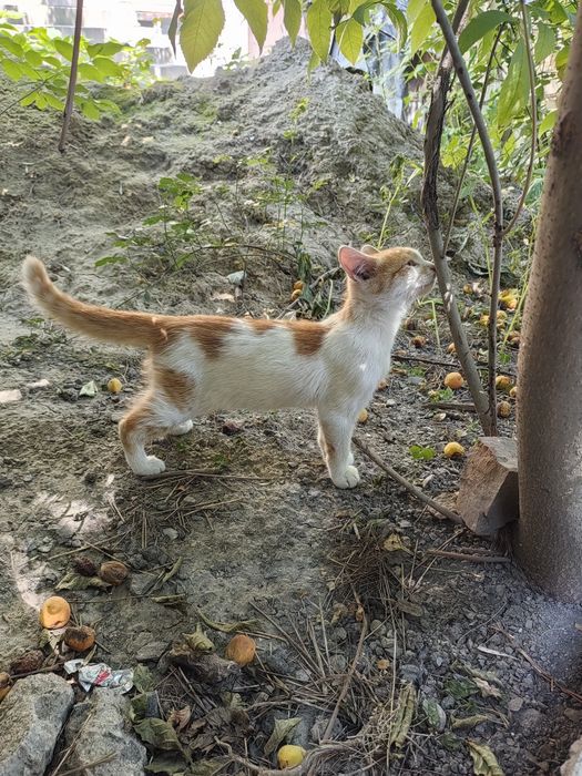 Котёнок мальчик ищет дом!