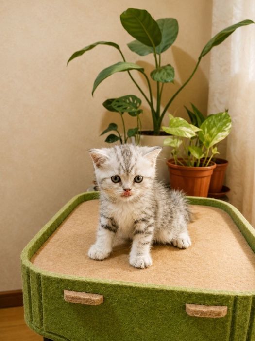 Продаются котята