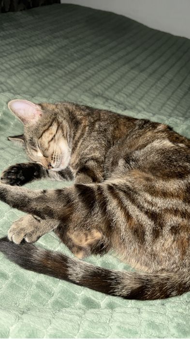 Пропала кошечка