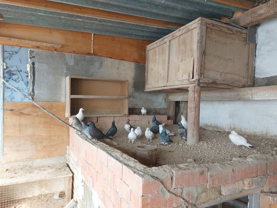 Кептер сатылады простоилар