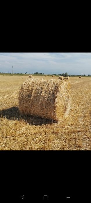 Сено салома урлон саван с доставкой сатамаын урлон саван свежый укос с
