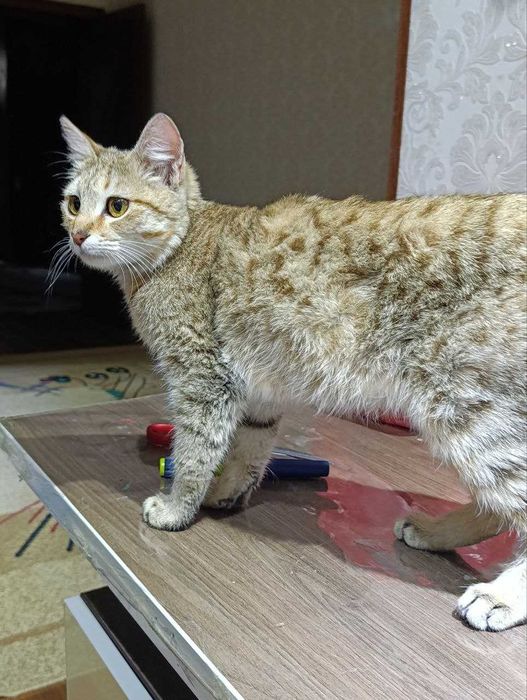 отдам кошечку в хорошие, добрые  руки