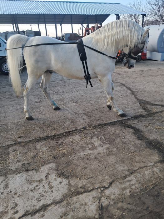 Cal Arab, vârsta de 11 ani