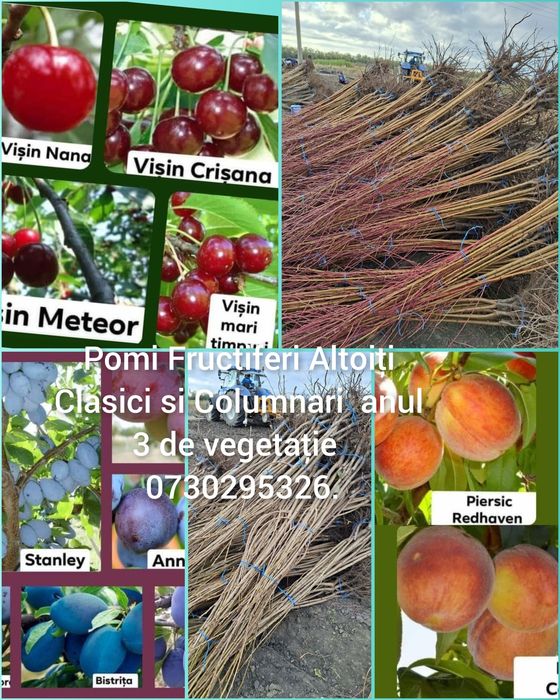 Vând Pomii Fructiferi Altoiți Clasici și Columnari anul 3 de vegetație