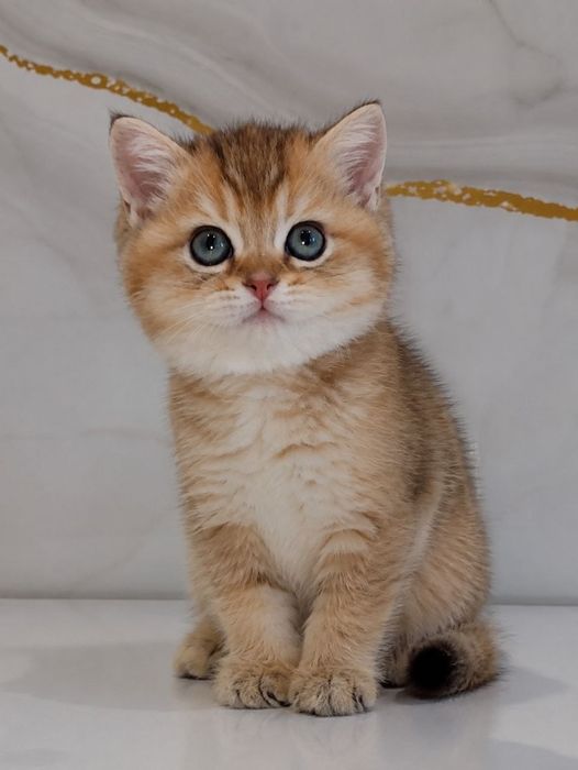 Продаются Шотландские котята Скотиш Фолд и Скотиш Страйт
