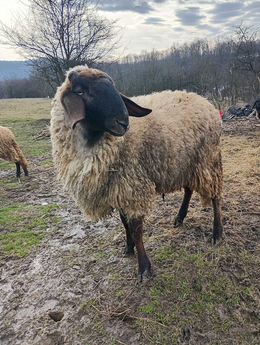 De vanzare berbecut!