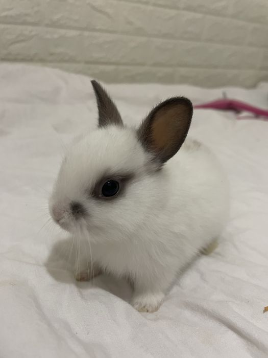 Коледно декоративно зайче