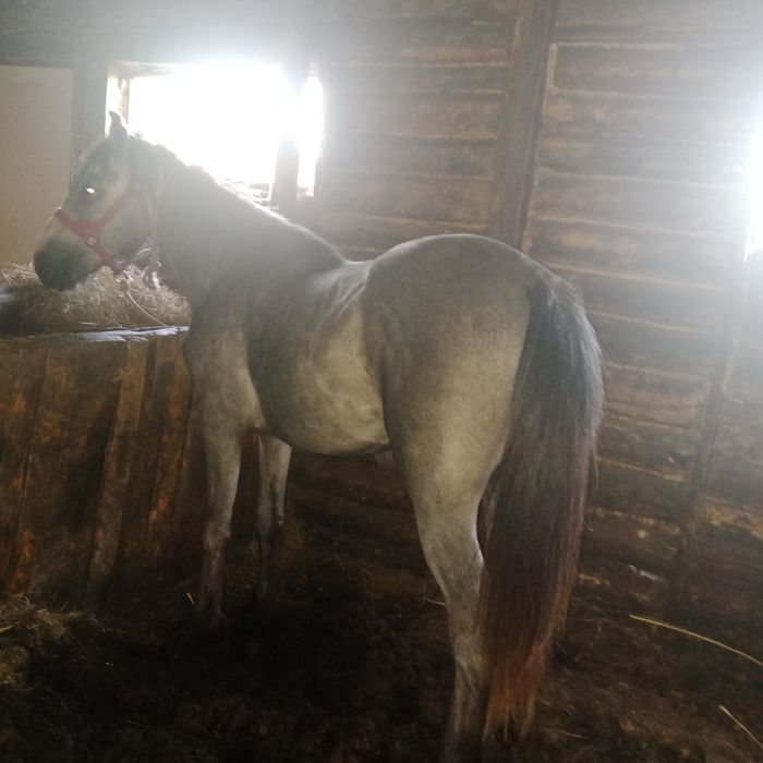 Продам кунан 2,6год