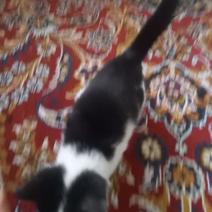 Aq qara misiq kishkene