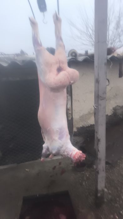 Семіз қойлар сатылады, 70000 басталады