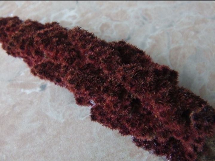 Сумах Уксусное дерево