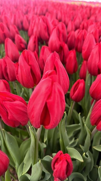 Тюльпаны оптом и в розницу