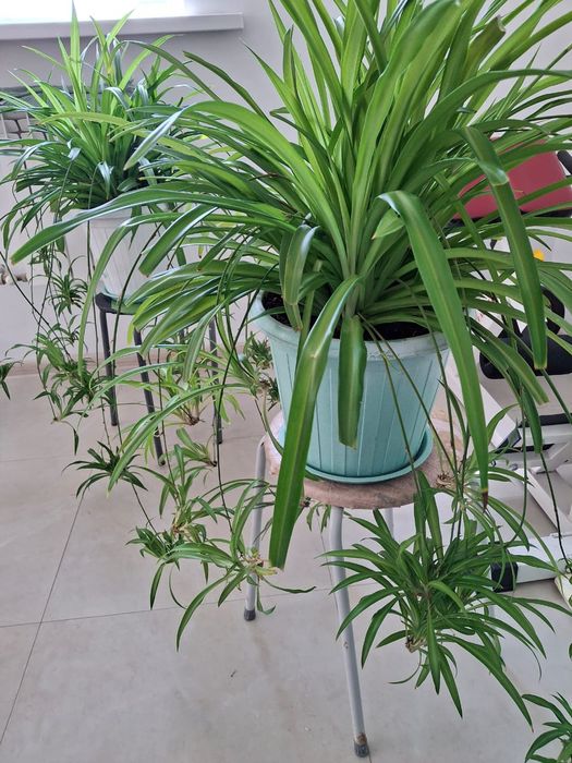 Продам комнатные растения.. Хлорофитум