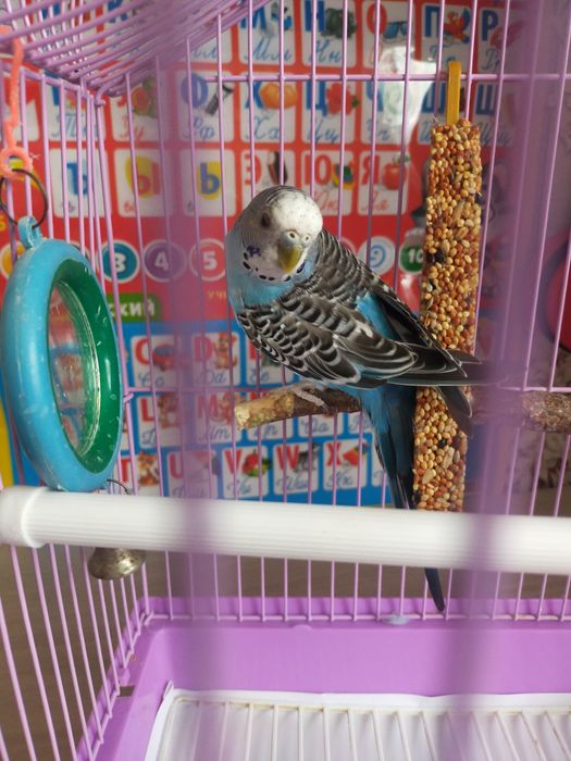 Попугай вместе с клеткой и всем необходимым