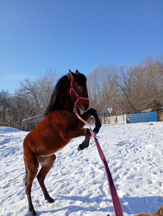 Еркек құнанды  ұрғашы байталға ауыстырым