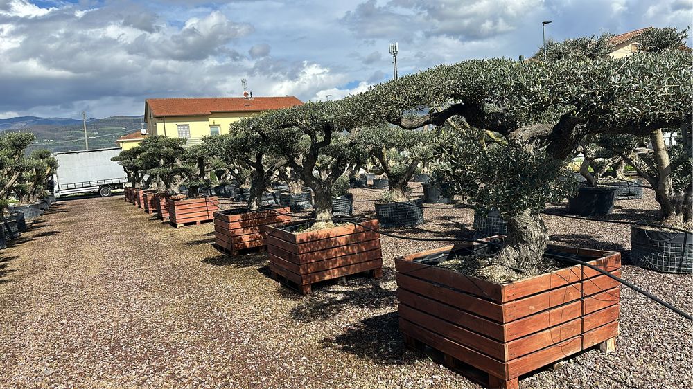 Palmier de mai mulete speci si multe alte plante