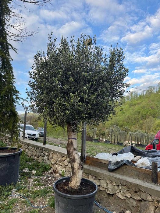 Măslini premium pentru exterior | Livrare și montaj profesionist