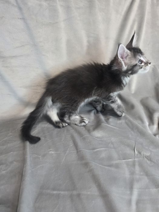 Мейн кун | Мальчик| Полидакт