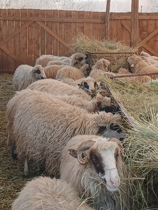 Vind 103 oi cu miei mari și frumoși