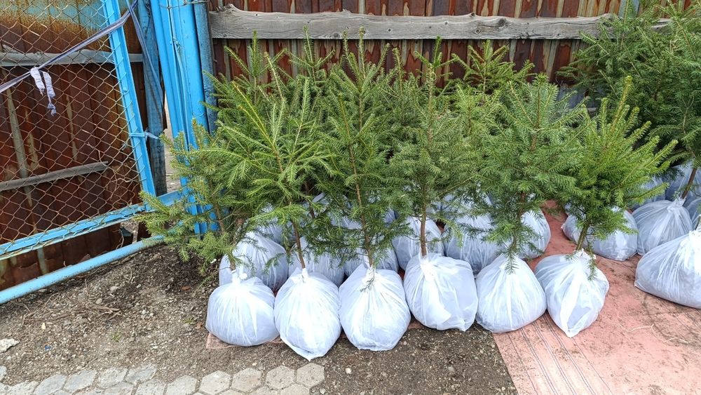 В продаже есть сажинцы